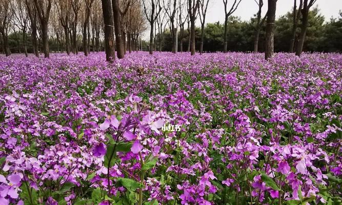 二月兰开花次数与花期研究