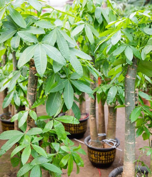 发财树换盆后多久浇水最佳？（发财树换盆后应注意的浇水方法）