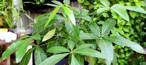发财树怎样浇肥最佳？（教你选对肥料，让发财树旺旺旺！）