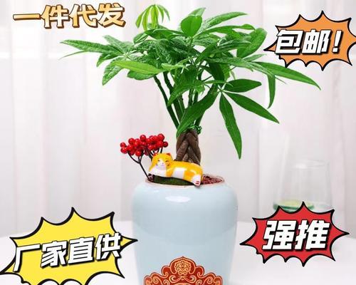 发财树水养技巧详解（水养发财树的注意事项及养护方法）