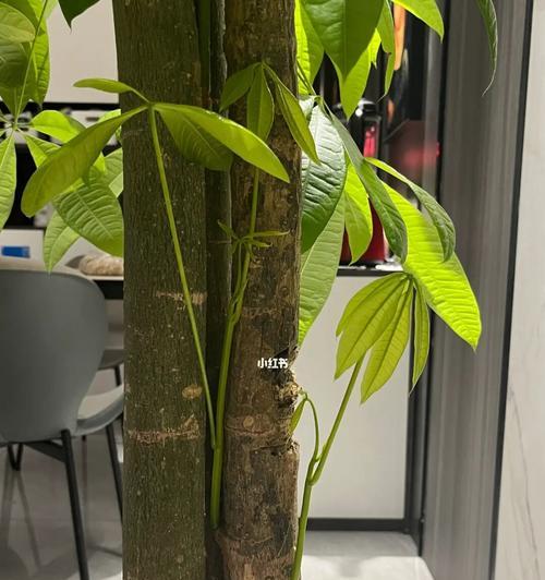 发财树没根能活吗？揭秘发财树生存秘密（透过科学角度了解发财树的生长规律）