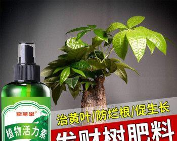 如何正确施肥，让发财树更健康茁壮（发财树施肥的注意事项与方法）