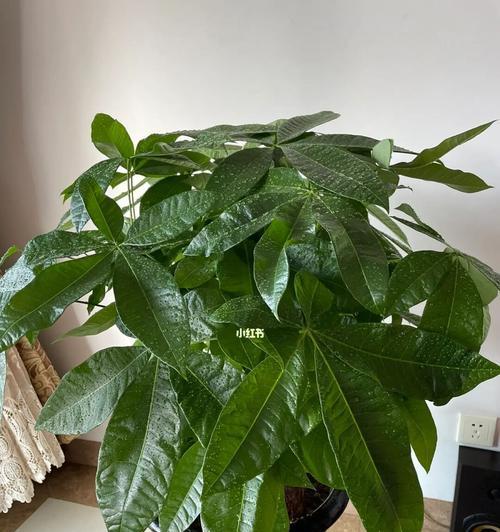 发财树深盆与浅盆的种植技巧——选择合适的盆栽