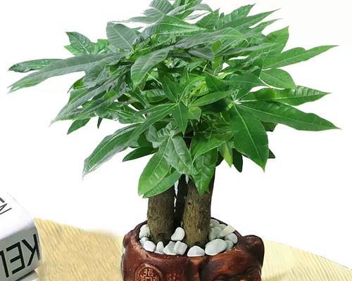 发财树喜欢太阳的原因（解读发财树与太阳的亲密关系）