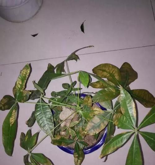 发财树叶片发黄的原因和处理方法（掌握这些技巧，让你的发财树常青常绿）