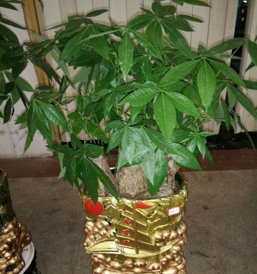 发财树的神奇作用——为您带来财富和好运！