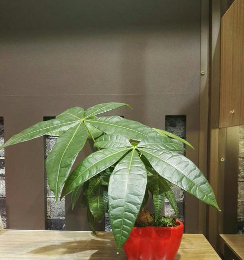 掌握发财树的种植、养护和神秘的故事（掌握发财树的种植、养护和神秘的故事）