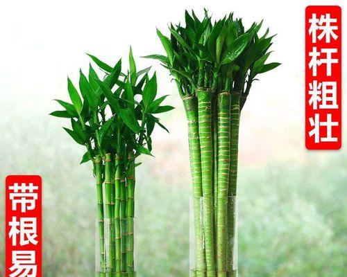 发财竹养殖全指南（从种植到养护，助你打造绿色家居）