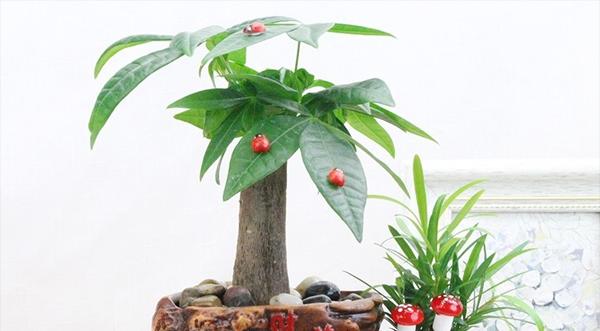 发财竹开花花语及寓意剖析