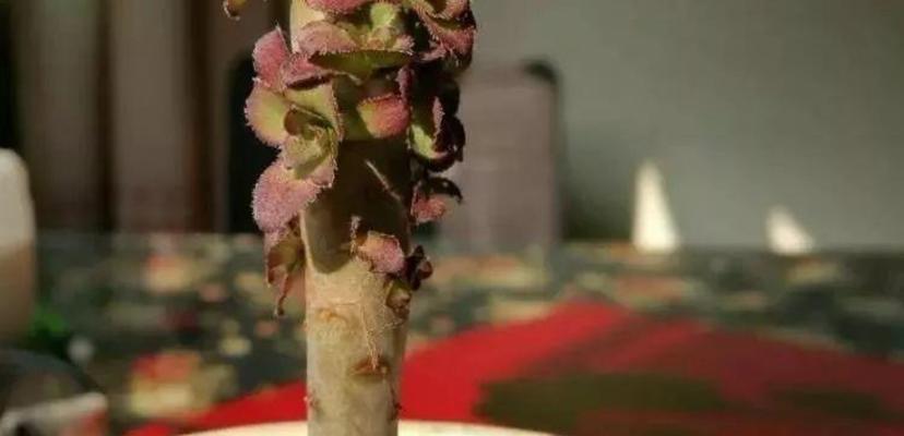 法师的浇水秘籍（了解浇水时间、频率和技巧，让你的植物茁壮成长）