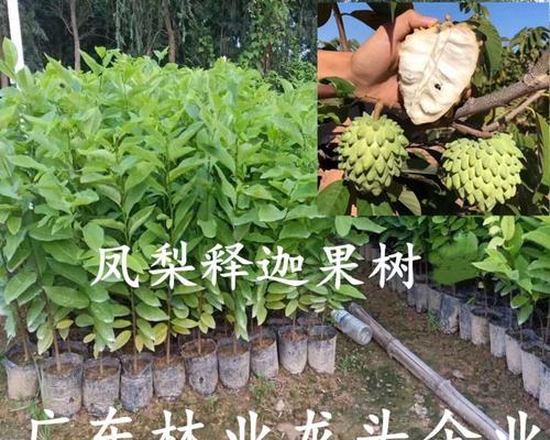 番荔枝盆栽的结果与护理（从种植到收获的全面指南，让你的番荔枝盆栽红红火火）