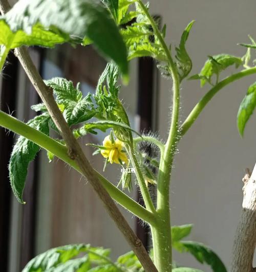 番茄花期和结果时间分析（了解番茄的生长周期和开花结果的时间，从而更好的管理番茄种植）