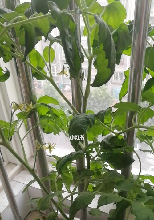 揭秘番茄花开的奥秘（番茄开花的样子、）