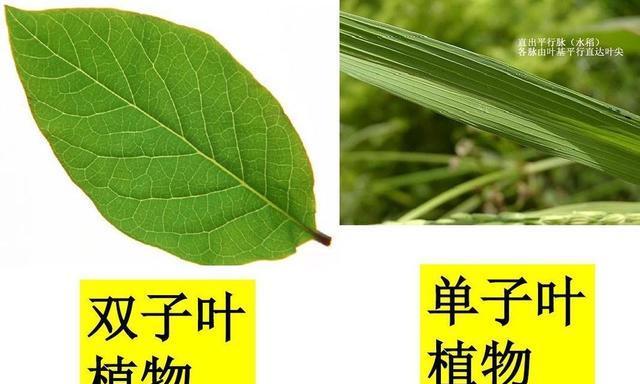 揭开番茄是否为双子叶植物的谜团（探究番茄的科学分类与生物特征）