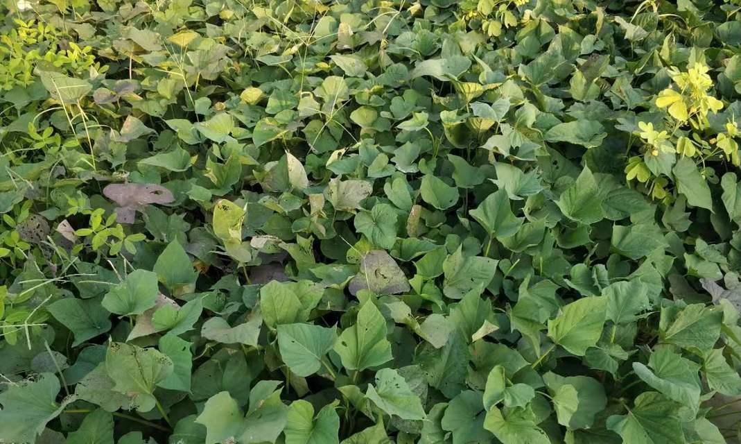 探秘番薯（发掘番薯的种植、营养和医学价值）