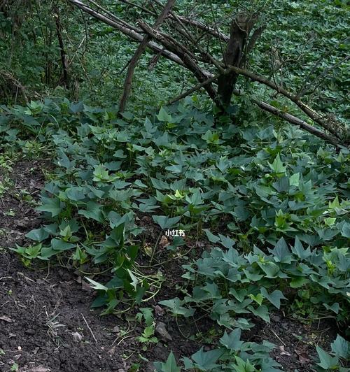 番薯种植条件的选择（选址、土壤、气候等因素的影响）