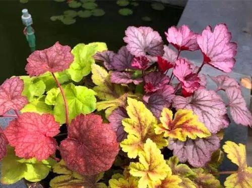 矾根花期全解（探究矾根花期的各个细节，让你充分了解它的美丽与神秘。）