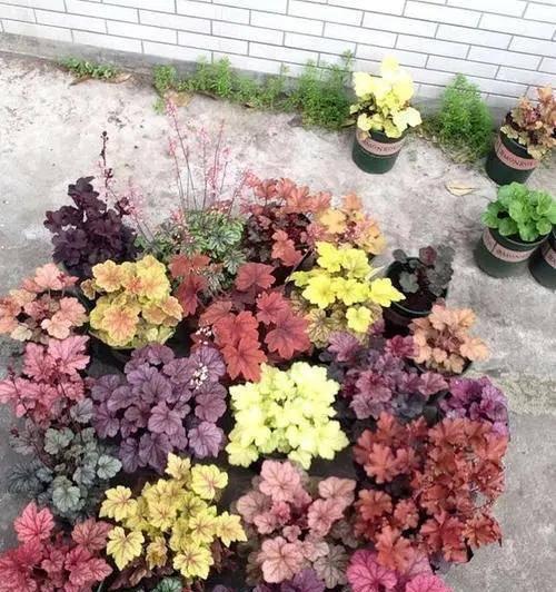 矾根喜阳还是喜阴？——揭秘矾根生长的阳光需求（探究矾根生长的特点，解决困扰矾根爱好者的难题）