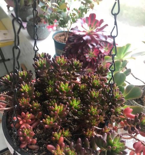 非洲菊的生长环境与喜好（探究非洲菊的喜阳还是喜阴）
