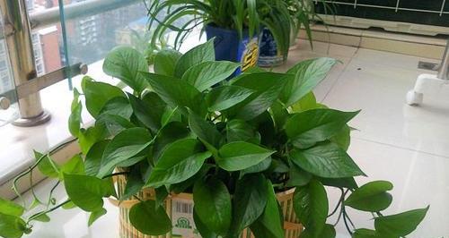 非洲茉莉的浇水方法（掌握适当的浇水频率，让你的非洲茉莉茁壮成长）