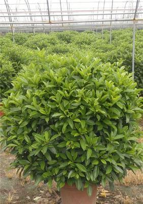 非洲茉莉的养殖和养护方法详解（掌握这些技巧，让你的非洲茉莉健康生长）