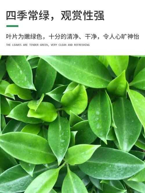 非洲苿莉不开花的原因（探究非洲苿莉开花的限制因素）