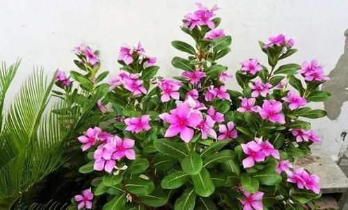 废油可以浇哪些花？浇什么花好？（学会合理使用废油，为花草提供更好的生长环境）