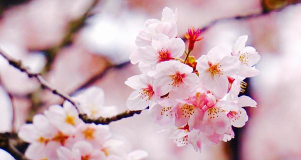 粉色樱花的花语（探寻粉色樱花所代表的含义）