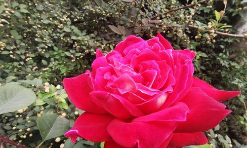 粉色月季的花语和寓意（探寻粉色月季花的十五种含义）