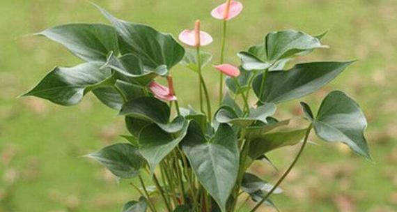 粉掌的花期（一年四季，粉掌常青）