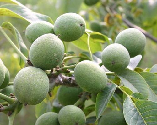 核桃果实的成熟期及其特点（从花期到果实成熟，了解核桃树生长过程）