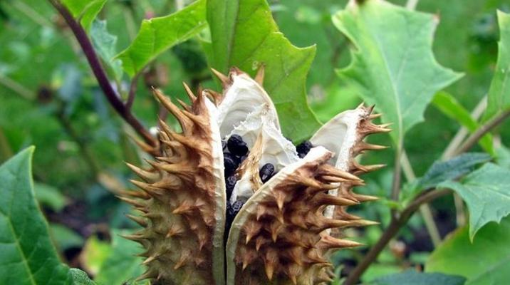 山核桃是裸子植物吗？——揭秘山核桃的生物学分类（从外貌到遗传，探寻山核桃的生命密码）