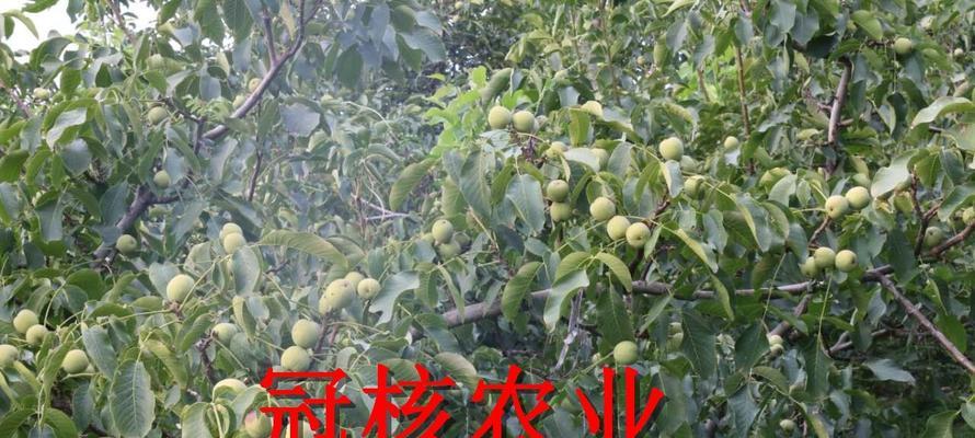 核桃树的生长环境及生长地方条件（探寻核桃树的适宜生长区域）