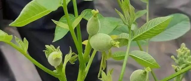 核桃树的开花结果（探究核桃树的生长习性及如何促进开花结果）