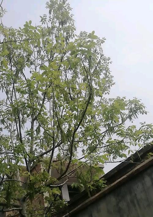 核桃树开花需要几年？（核桃树开花结果的时间和关键因素。）