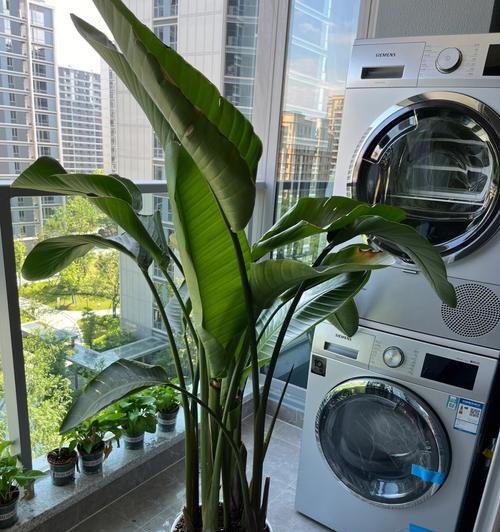 鹤望兰换盆后的正确浇水方法（如何避免鹤望兰因浇水不当而受损？）