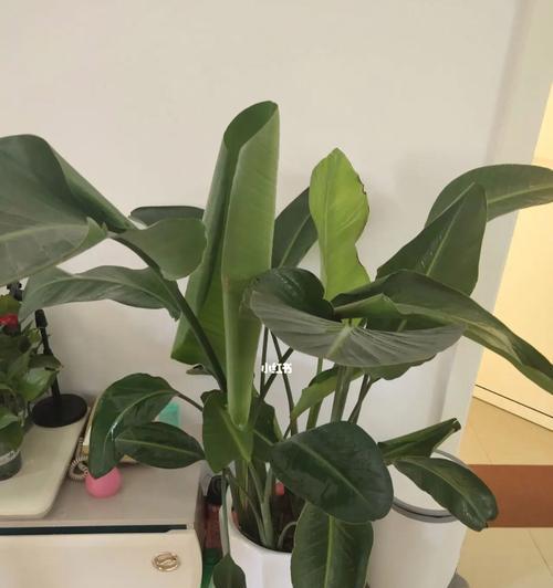 鹤望兰修剪指南（掌握方法，让鹤望兰更美丽）