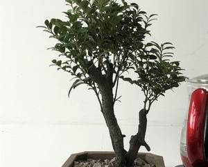 黑骨茶种植技巧（多久浇一次水？——水分管理关键）