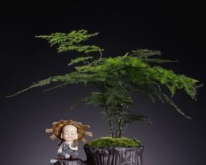 探秘黑骨茶开花之美（开花形态、颜色、时间、气味等详解）
