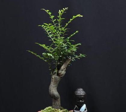 黑骨香的生长环境及其独特魅力（探秘黑骨香的生长地点与奇妙之处，让你大开眼界！）