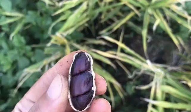 黑花生生长期的探究（了解黑花生从种植到收获的全过程）