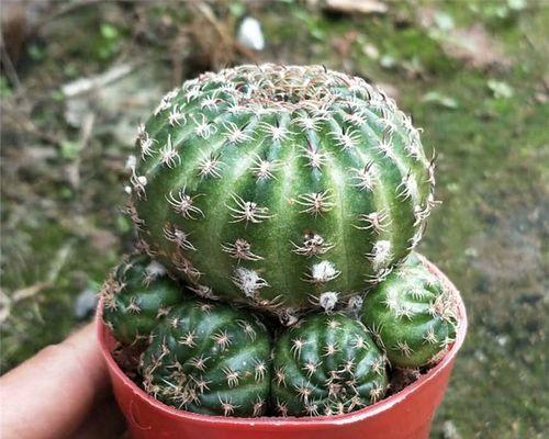 黑金刚养殖方法与注意事项（打造高效养殖，赚取丰厚收益）