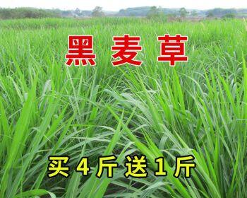 黑麦草播种时间解析（掌握最佳播种时机，种植高产优质黑麦草）