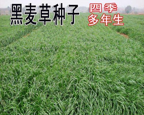 黑麦草是多年生植物吗？（探究黑麦草的生命特征及用途）