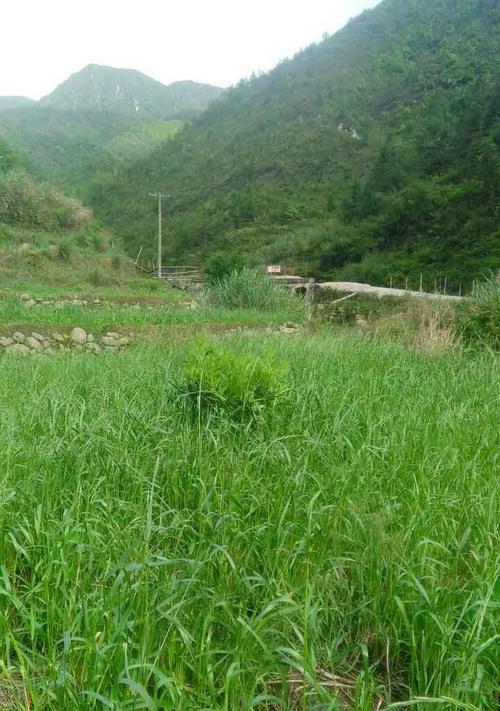 夏天适合种植黑麦草（增加饲草储备，提高牲畜养殖效益）