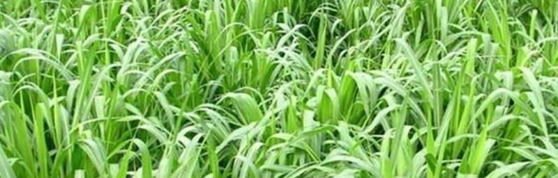 黑麦草种植时间与最佳选择（合理选择时间，助力种植成功）