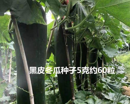 选购黑皮冬瓜，品质与口感俱佳（从品种、种植、挑选到存储，一步步教您如何享受美味冬瓜）