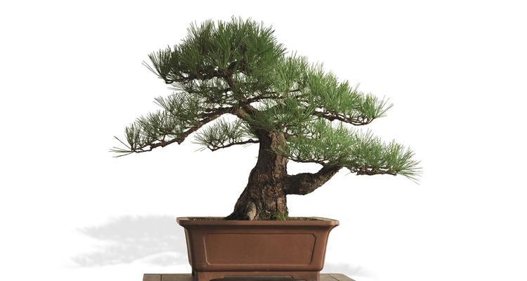 黑松是国家保护植物的原因（探究黑松在生态环境中的作用）