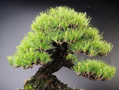 如何在家养护黑松（家庭养法全解析，从种植到护理，一步不漏！）