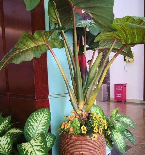 红苞喜林芋掉叶子怎么办？（原因分析、预防措施、抢救方法）